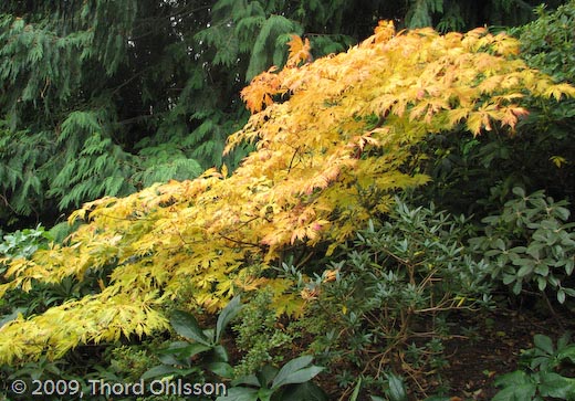 Acer japonicum 'Acontifolium'